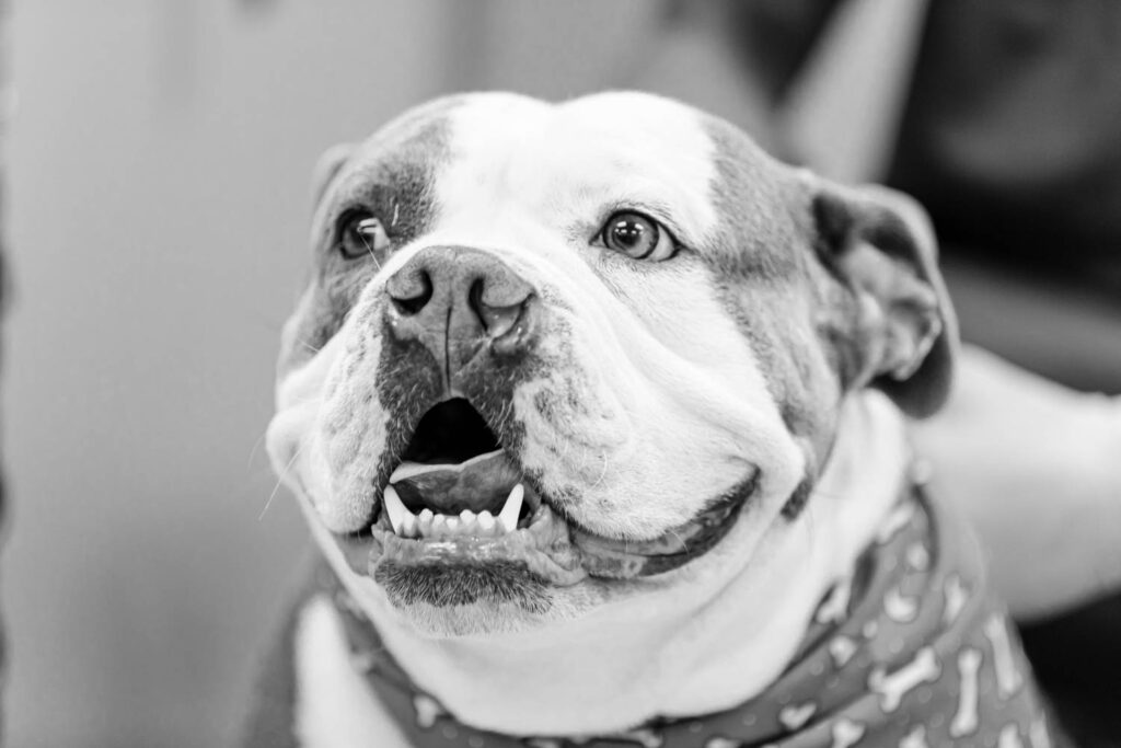 Hollywood Veterinarian Trusted Animal Hospital Vet In Los Angeles